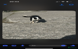 Border Collie dogs for sale: Sheep dog - Image 1