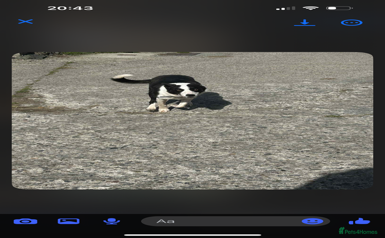 Border Collie dogs - Advert 7