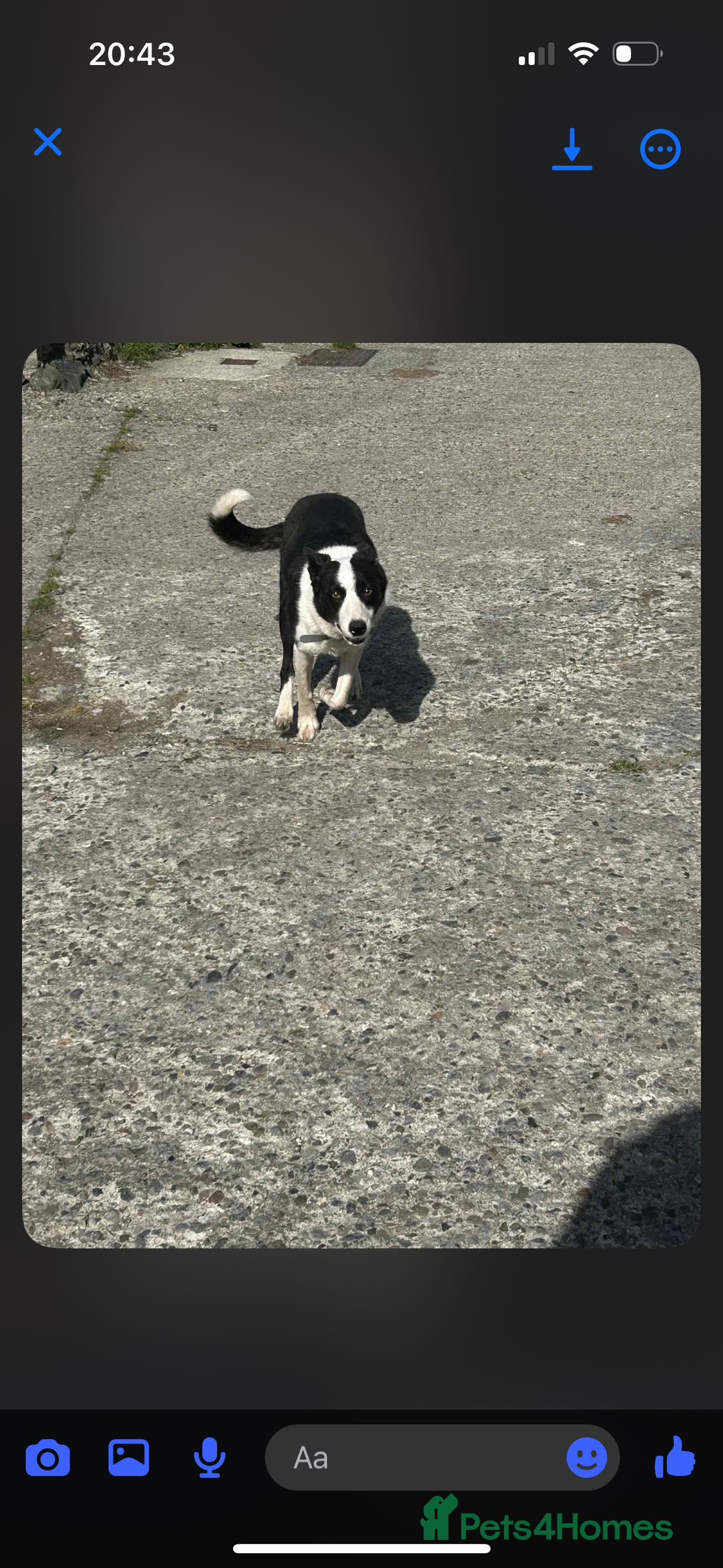 Border Collie dogs for sale: Sheep dog - Image 1