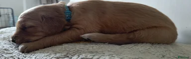 Golden Retriever Puppy 1