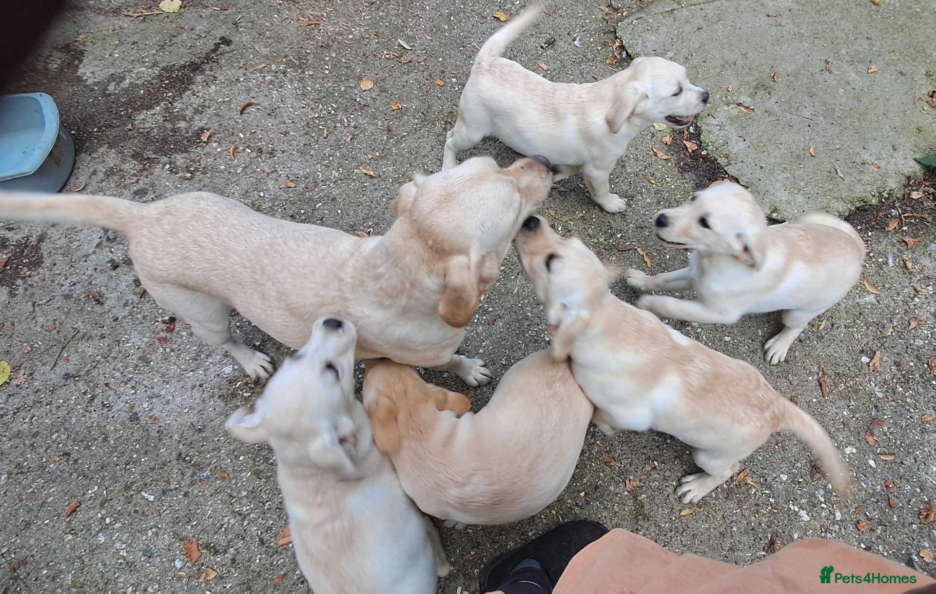 Labrador Retriever dogs KC reg, robust Labrador puppies. Fully inocs. - Advert 1