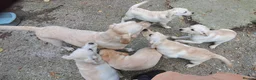Labrador Retriever dogs for sale: KC reg, robust Labrador puppies. Fully inocs. - Advert 1