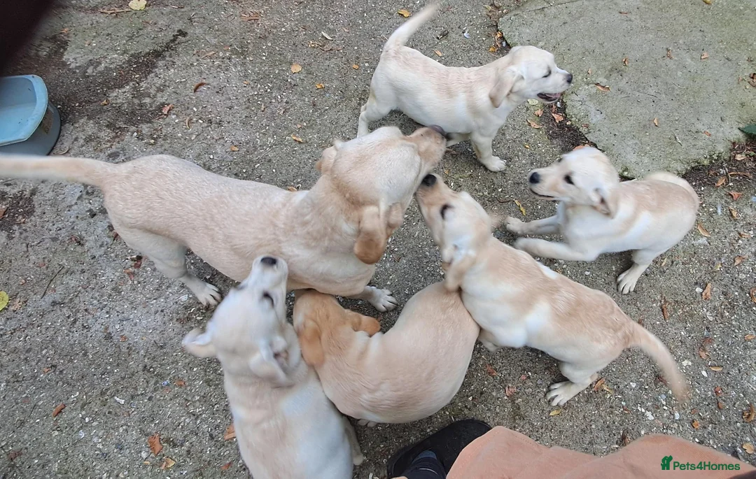 Labrador Retriever dogs for sale: KC reg, robust Labrador puppies. Fully inocs. - Advert 1