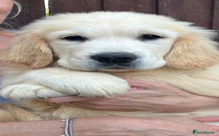 Golden Retriever dogs - Advert 9