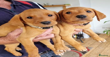 Labrador Retriever dogs - Advert 4
