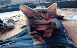 Bengal cats for sale: Bengal cross kittens  - Image 12