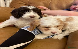 Cockapoo dogs for sale: Chunky Cockapoo Puppies - Image 11