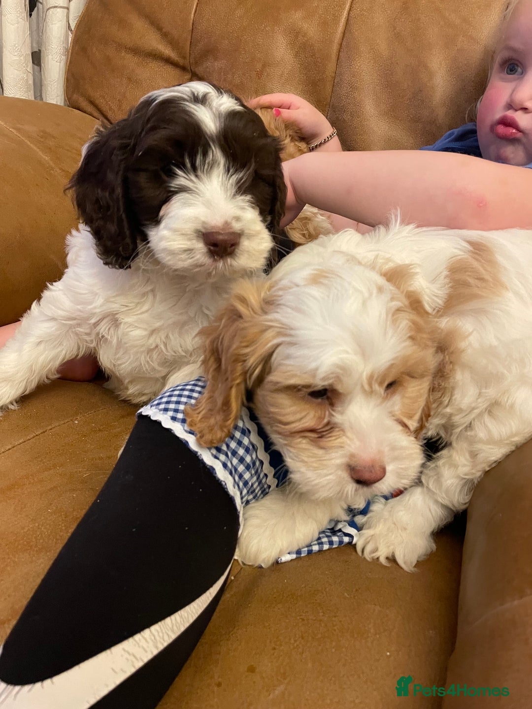 Cockapoo dogs for sale: Chunky Cockapoo Puppies - Image 11