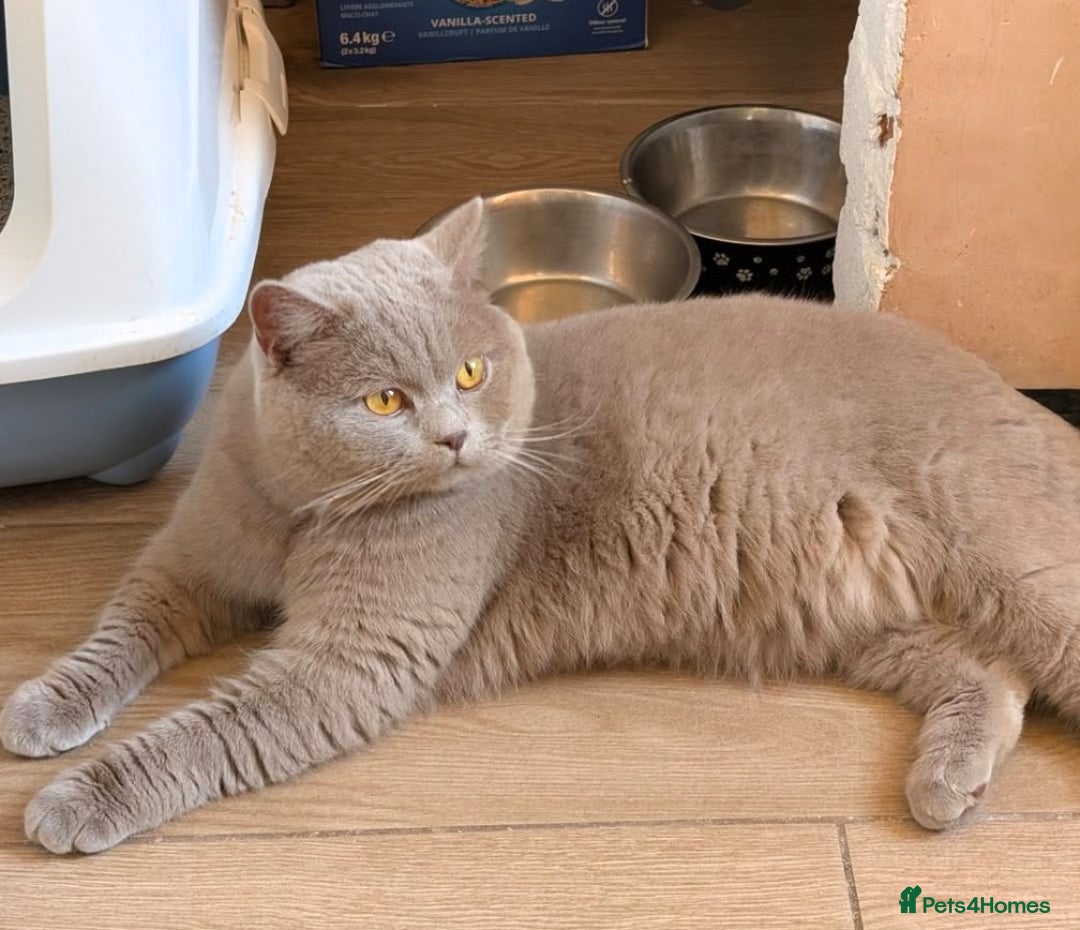 British Shorthair cats for sale: Lilac and Black British Shorthair kittens  - Image 10