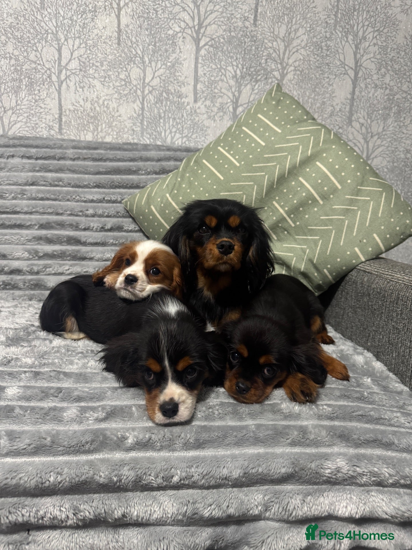 Cavalier King Charles Spaniel dogs KC Registered Health Tested CKCS Puppies - Advert 6