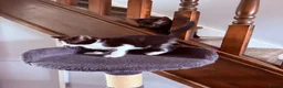 Mixed Breed cats for sale: Four kittens - Advert 20