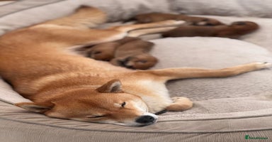 Japanese Shiba Inu dogs - Advert 1
