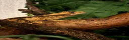Gecko reptiles for sale: Male 1 year old crested gecko  - Advert 3
