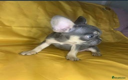 French Bulldog dogs for sale: 🐾 French Bulldog Puppies for Sale - Image 2