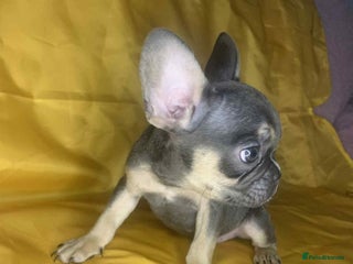 French Bulldog dogs - Advert 20