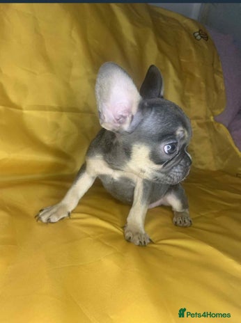 French Bulldog dogs - Advert 15