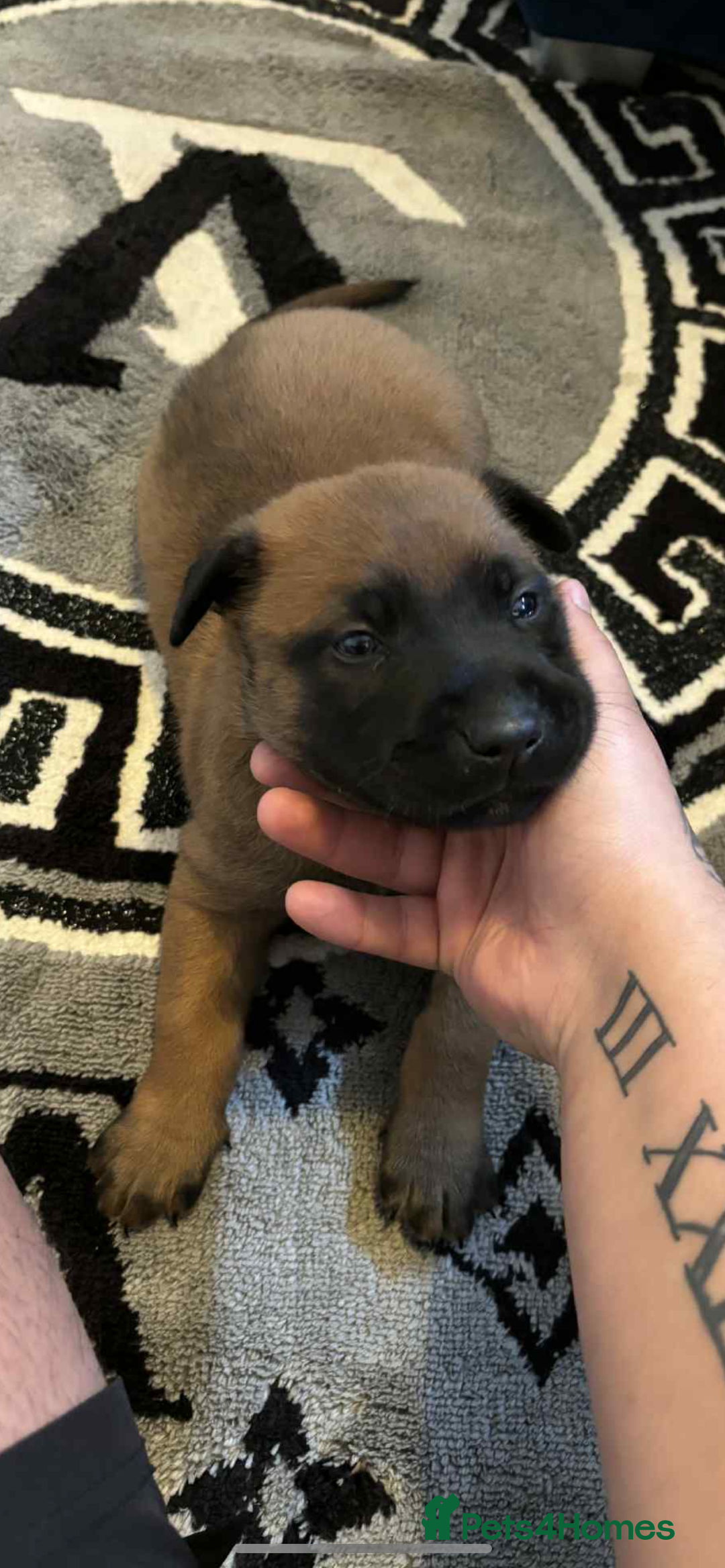 Belgian Shepherd Dog dogs for sale: Belgian shepereds puppies  - Image 9