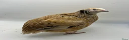 Quail poultry for sale: XL Giant Italian Coturnix Quail Hatching Eggs - Advert 5