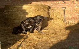 Cane Corso dogs for sale: Exceptional  - Image 30
