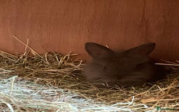 Lionhead rabbits for sale: 2 MALE LIONHEAD RABBITS - Image 5