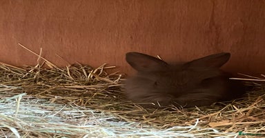 Lionhead rabbits - Advert 14