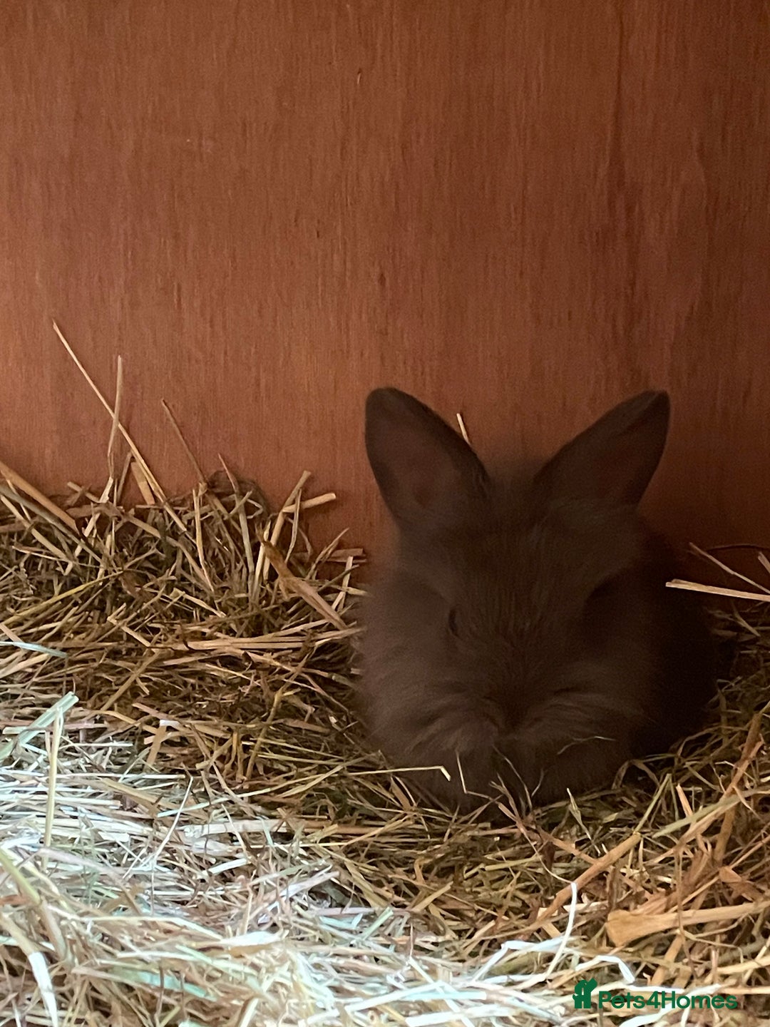 Lionhead rabbits for sale: 2 MALE LIONHEAD RABBITS - Image 5