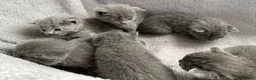 Russian Blue cats for sale: Russian Blue kittens  - Advert 36