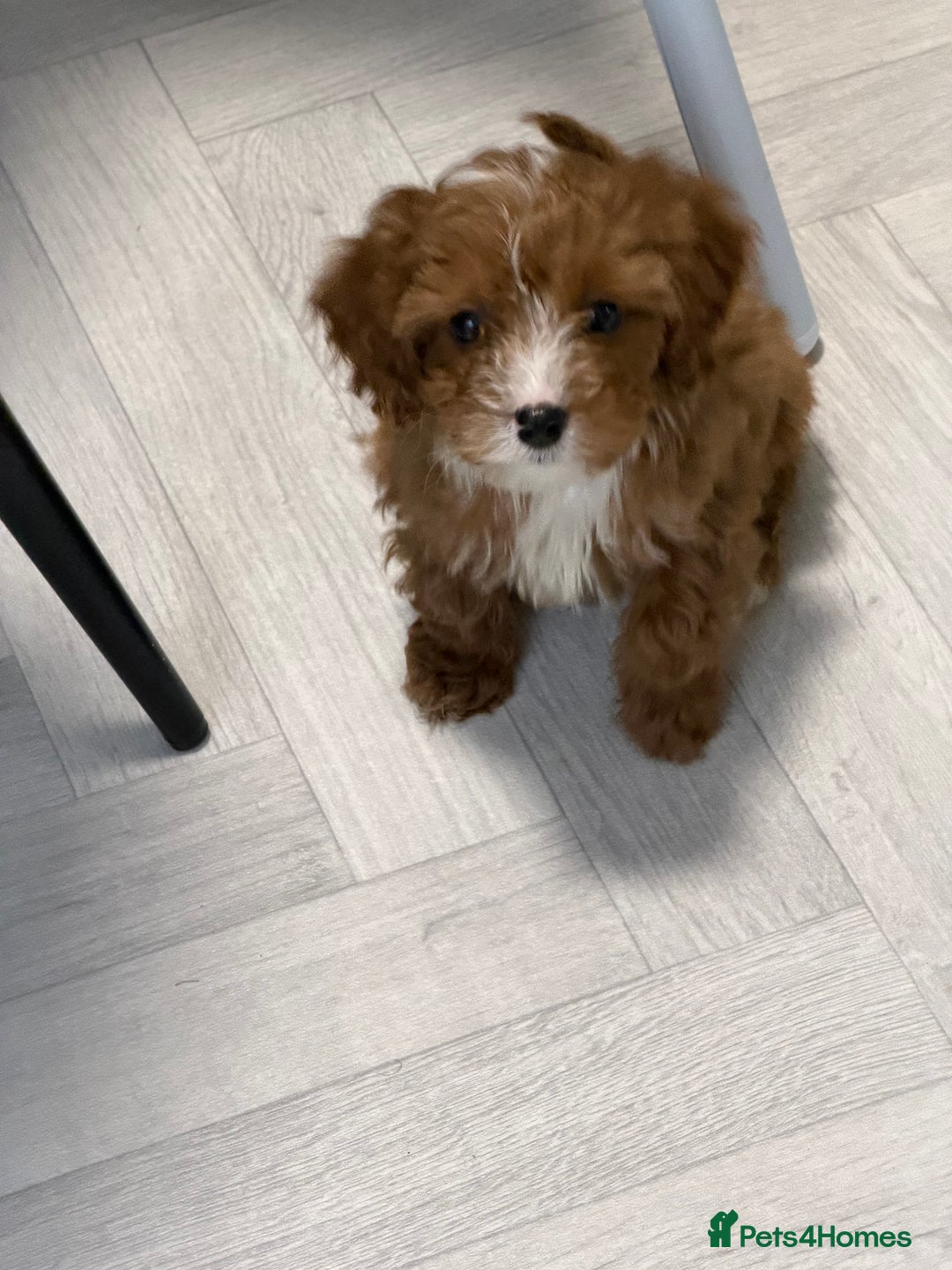 Cavapoo dogs for sale: Cavapoo puppyn - Advert 2