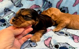 Cocker Spaniel dogs for sale: Show cocker spaniel pups - Image 12