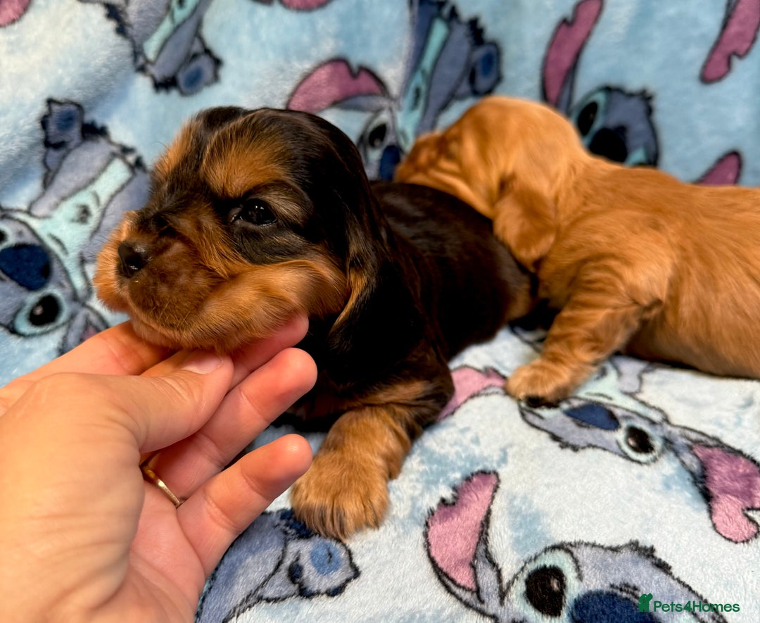 Cocker Spaniel dogs for sale: Show cocker spaniel pups - Image 12