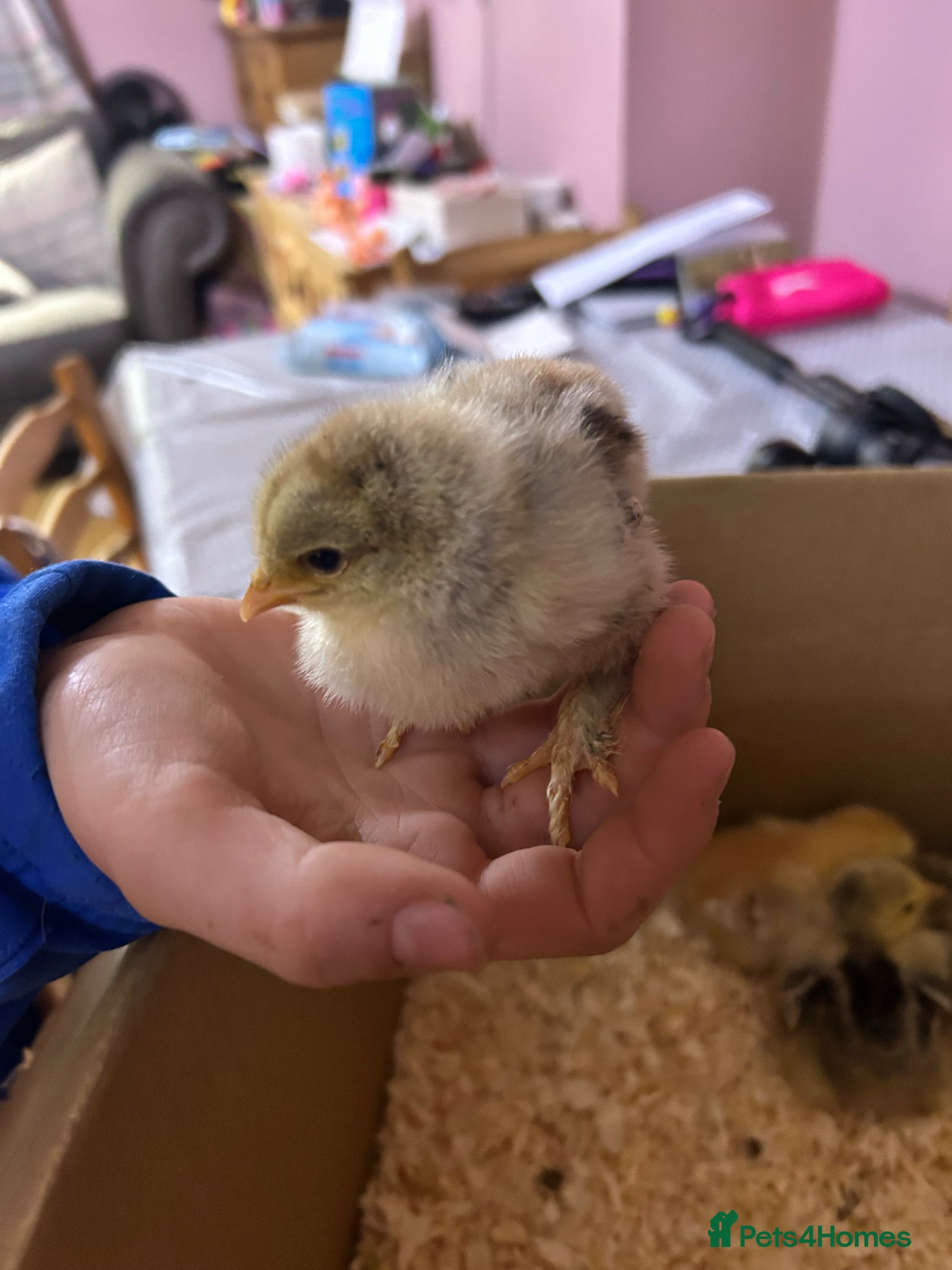 Chickens poultry Pekin Bantam Chicks For Sale - Advert 2