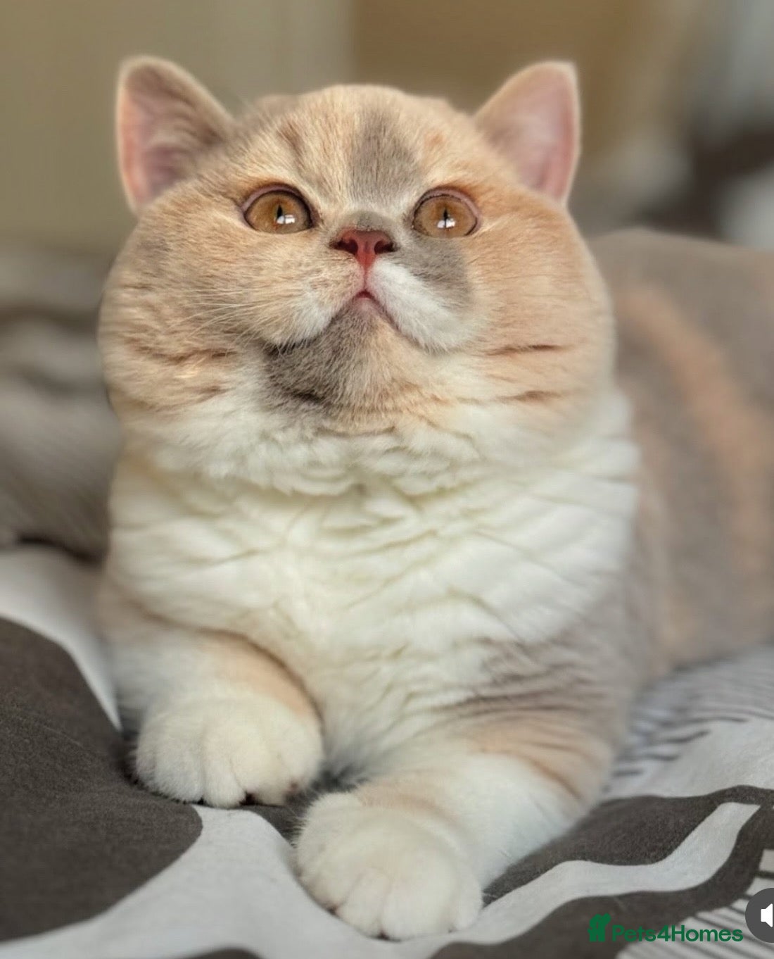 British Shorthair cats Lilac bi colours boys ready mid December ( TICA) - Advert 3