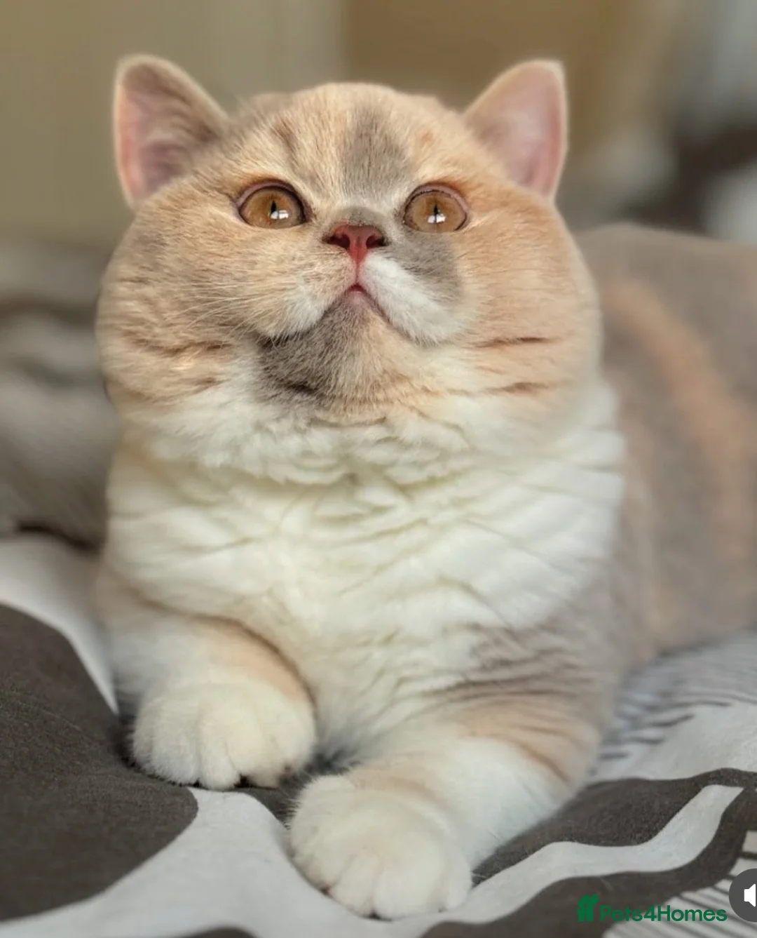 British Shorthair cats for sale: Lilac bi colours boys ready mid December ( TICA) - Advert 1