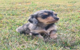 Miniature Dachshund dogs for sale: Miniature Longhaired Dachshund Puppies  - Image 33