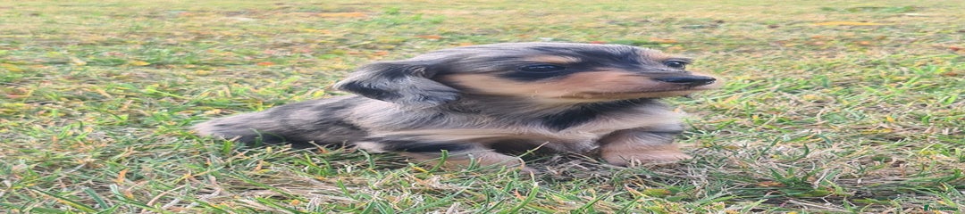 Miniature Dachshund Puppy 2