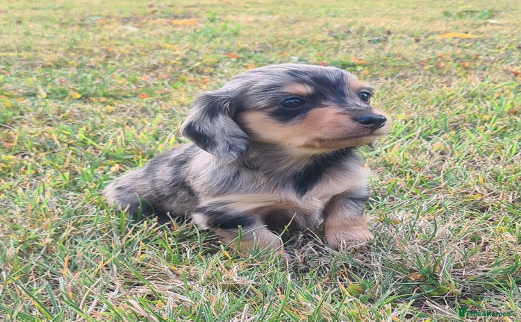 Miniature Dachshund dogs - Advert 1