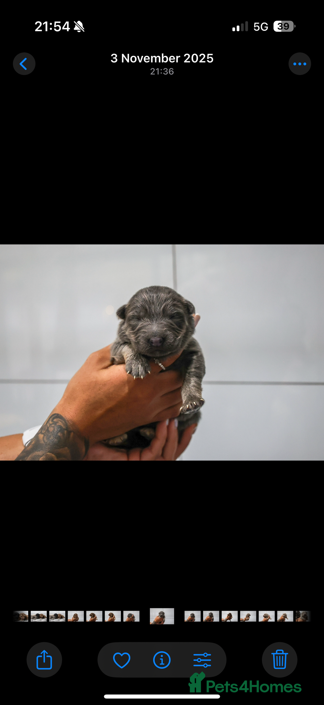 German Shepherd dogs for sale: 💙KC health tested parents 💙 - Advert 23