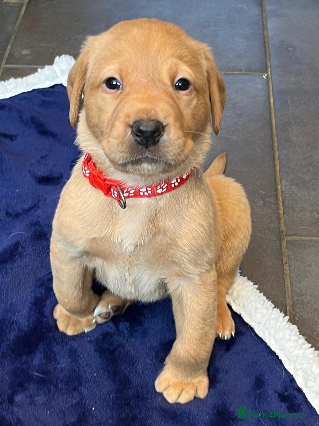 Labrador Retriever dogs for sale: Kennel Club Fox Red Labrador Puppies Health Tested - Advert 21