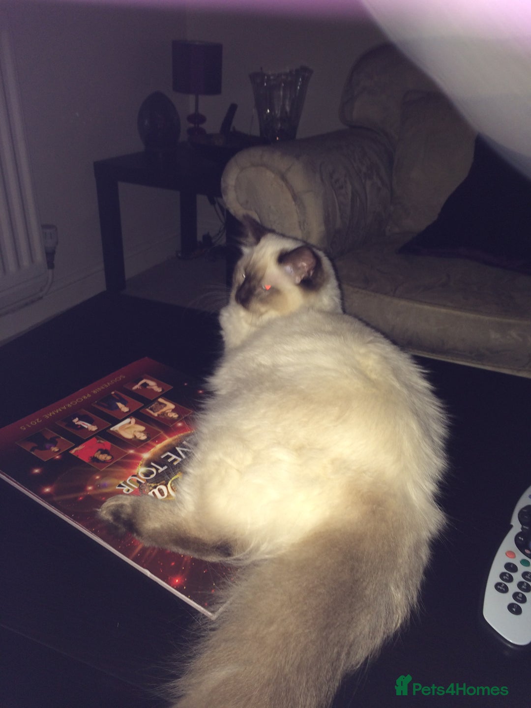 Ragdoll cats for sale: Chocolate female and Lilac male - Advert 2