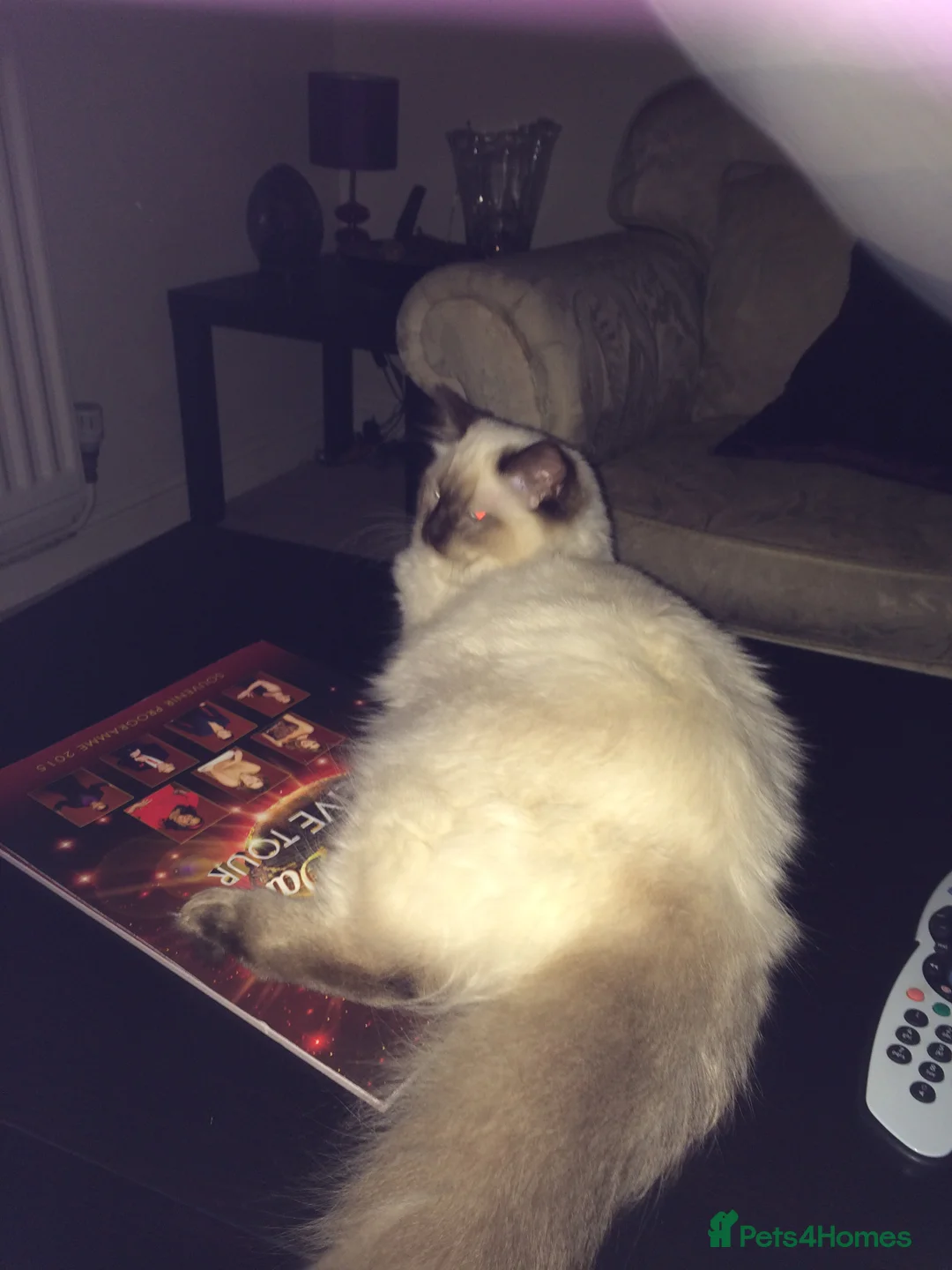 Ragdoll cats for sale: Chocolate female and Lilac male - Advert 2