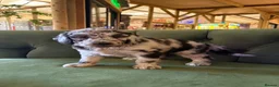 Sheepadoodle dogs for sale: Sheepadoodle Puppies Available  - Advert 24