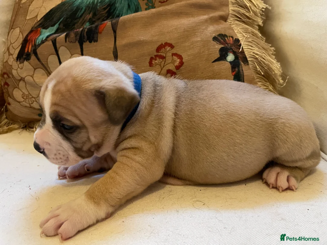 American Bully dogs for sale: ⭐️ 3/4 stunning Pocket bullys mix of colours ⭐️ - Advert 17