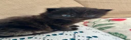 British Shorthair cats for sale: 🐾Beautiful Black British Shorthair Cross Kittens in Letchworth Garden City - Advert 28
