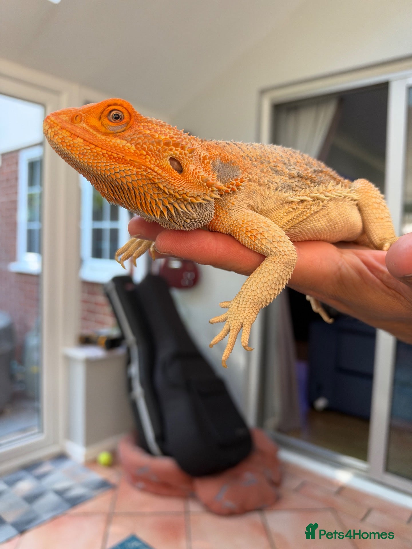 Bearded Dragon reptiles Bob the bearded dragon - Advert 1