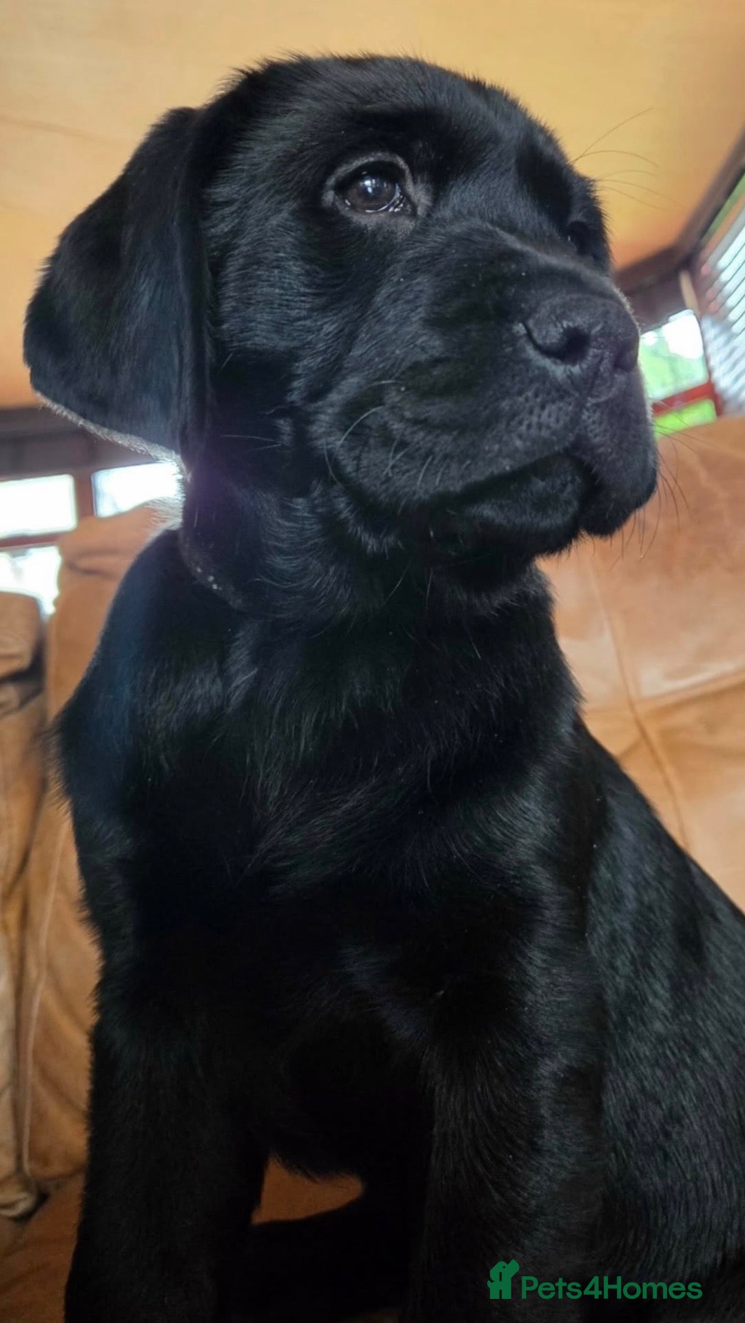 Labrador Retriever dogs Labrador puppies from a 5 Star License Breeder  - Advert 8
