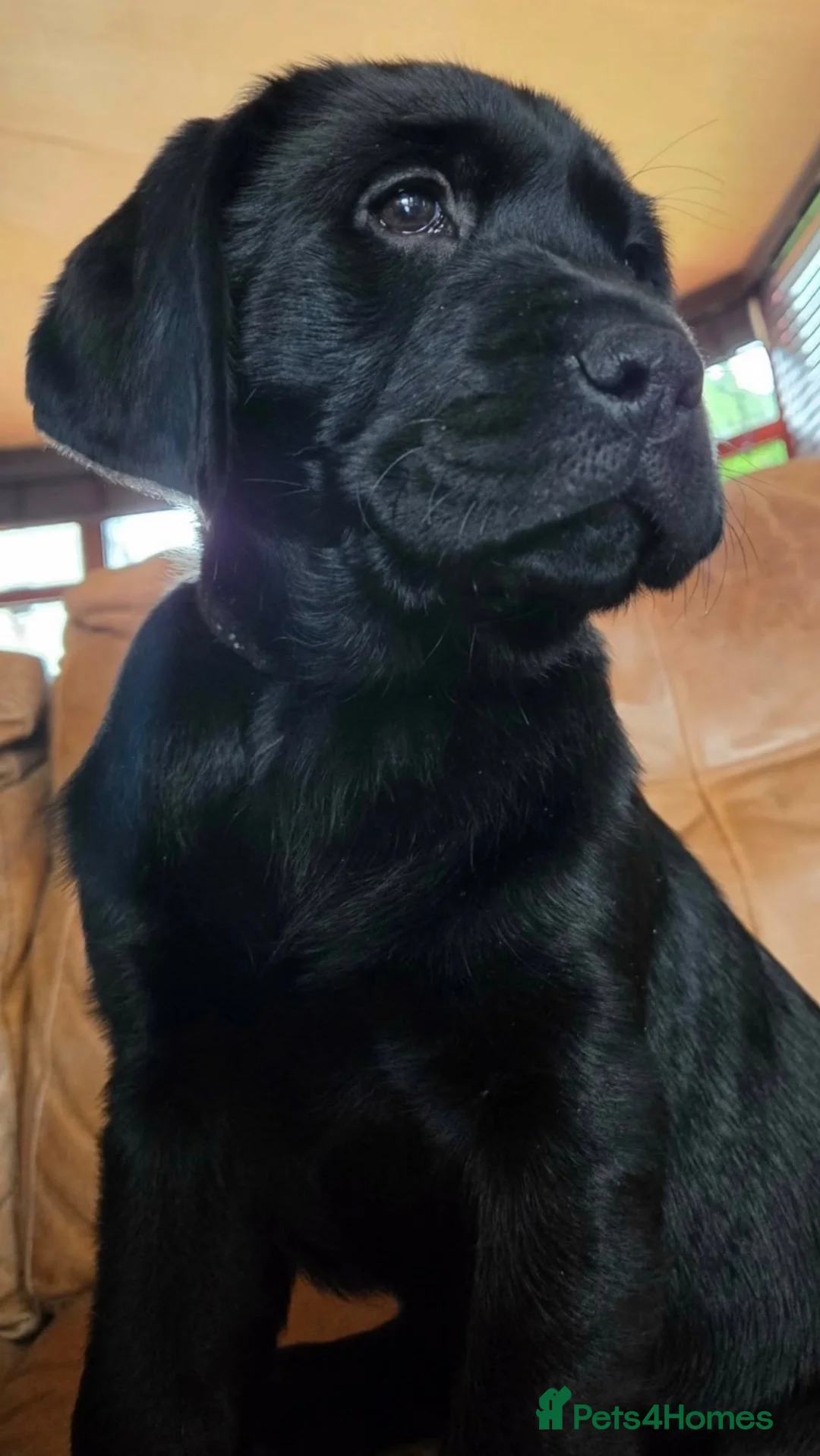 Labrador Retriever dogs for sale: Labrador puppies from a 5 Star License Breeder  - Advert 1