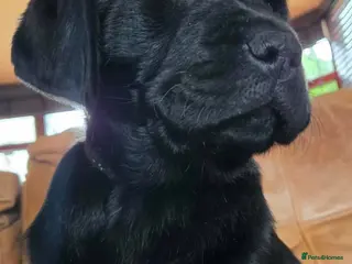 Labrador Retriever dogs Labrador puppies from a 5 Star License Breeder - Advert 1