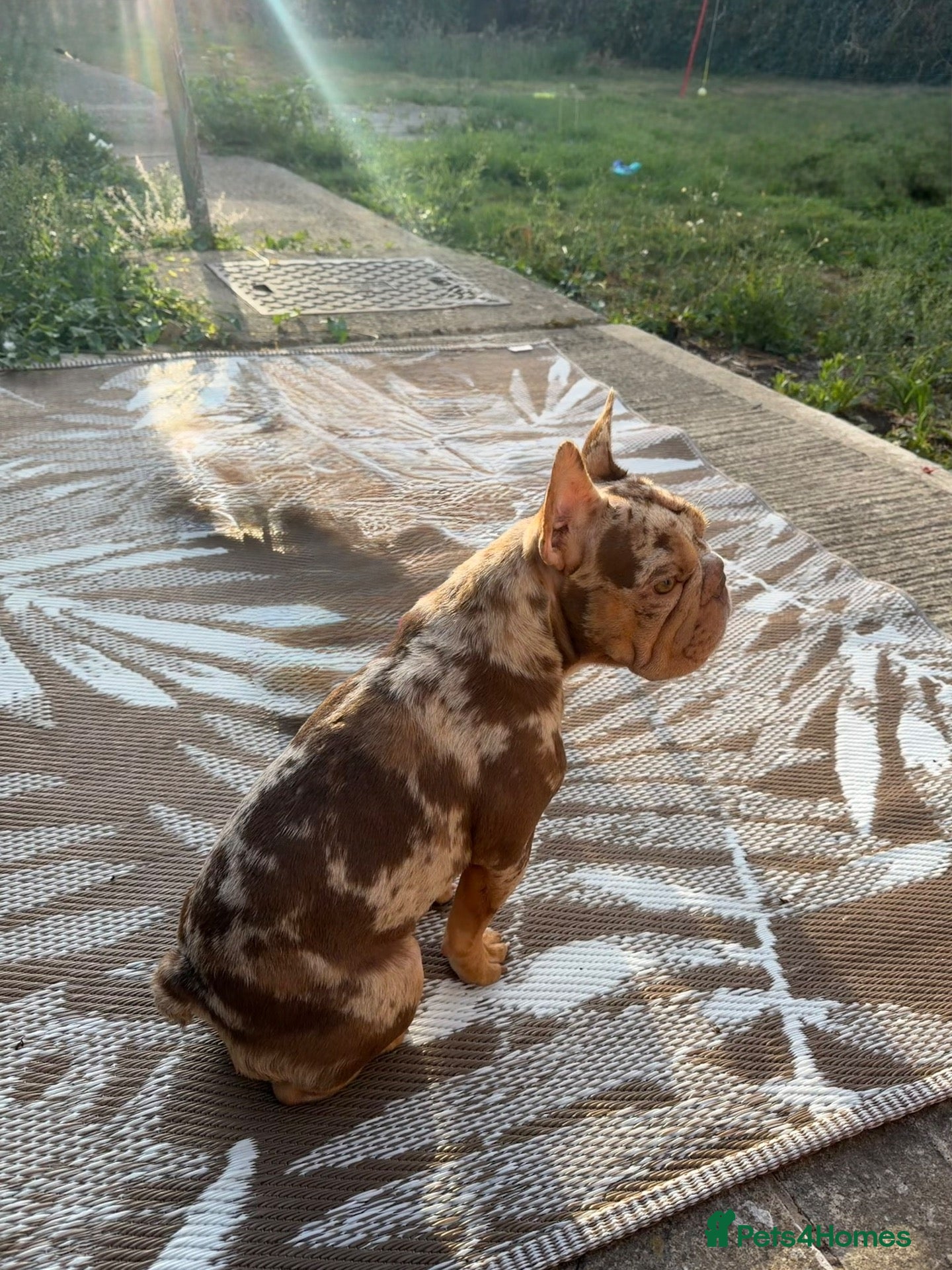 French Bulldog dogs KC reg French bulldog female rojo tan and merle  - Advert 1