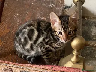 Bengal cats Girl and Boy Full Pedigree Bengal Kittens - Advert 5