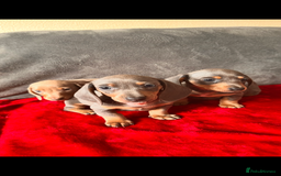 Miniature Dachshund dogs for sale: Beautiful miniature dachshund  - Image 1